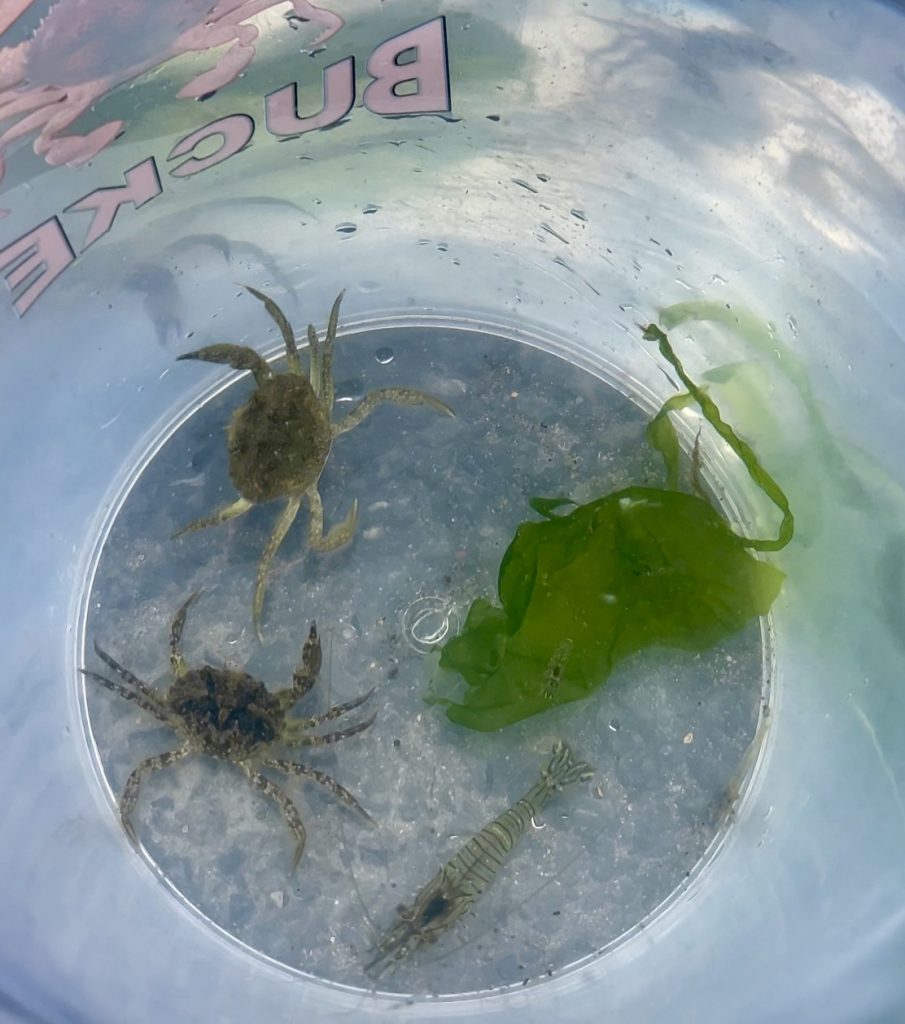 Padstow crabbing in the harbour