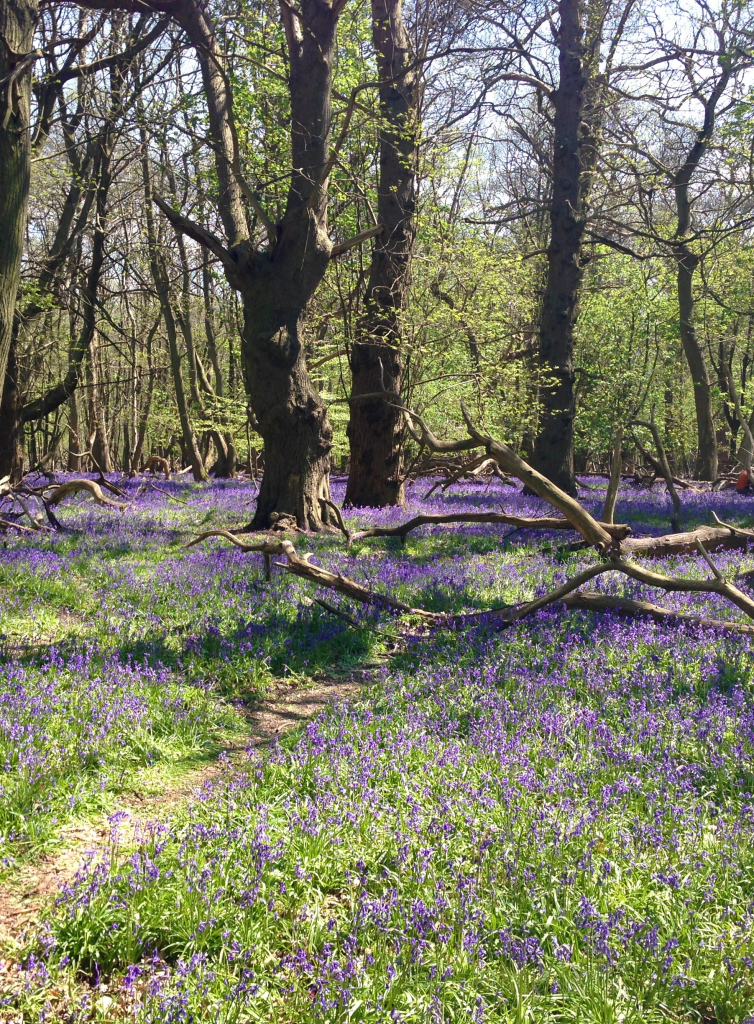 Ashridge estate